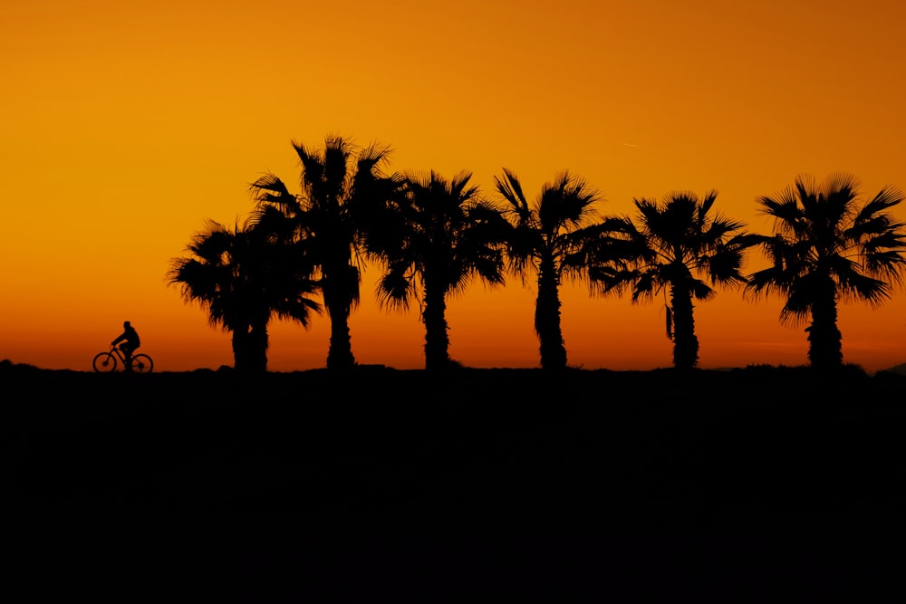 silhouette of palm trees during sunset