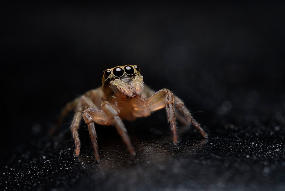 brown and black spider in close up photography