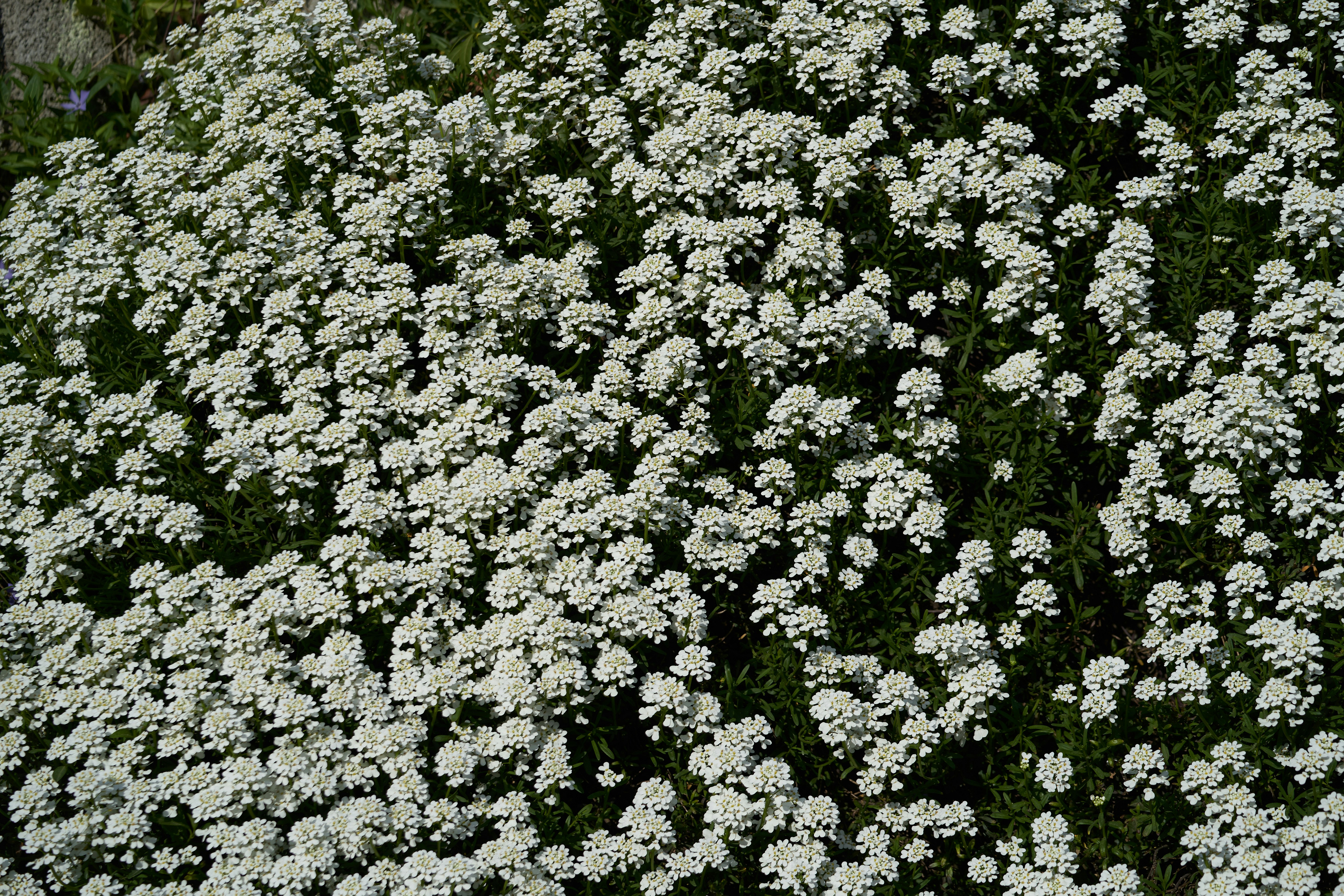 Photo by wolfgang_hasselmann