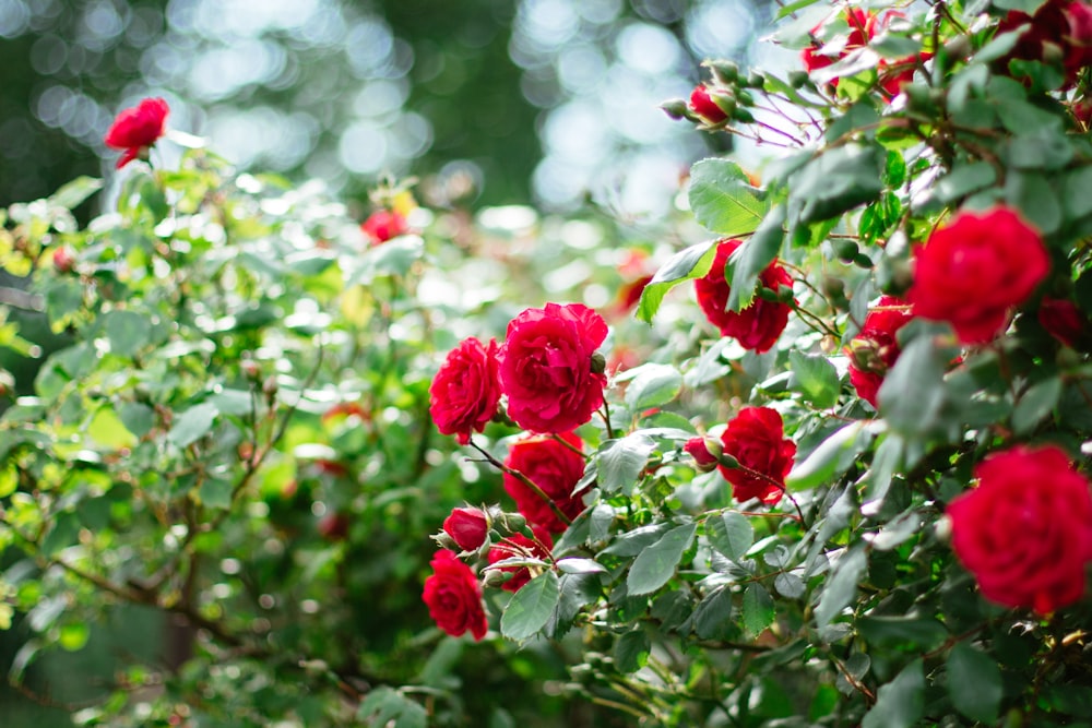 Rose rosse in lente tilt shift