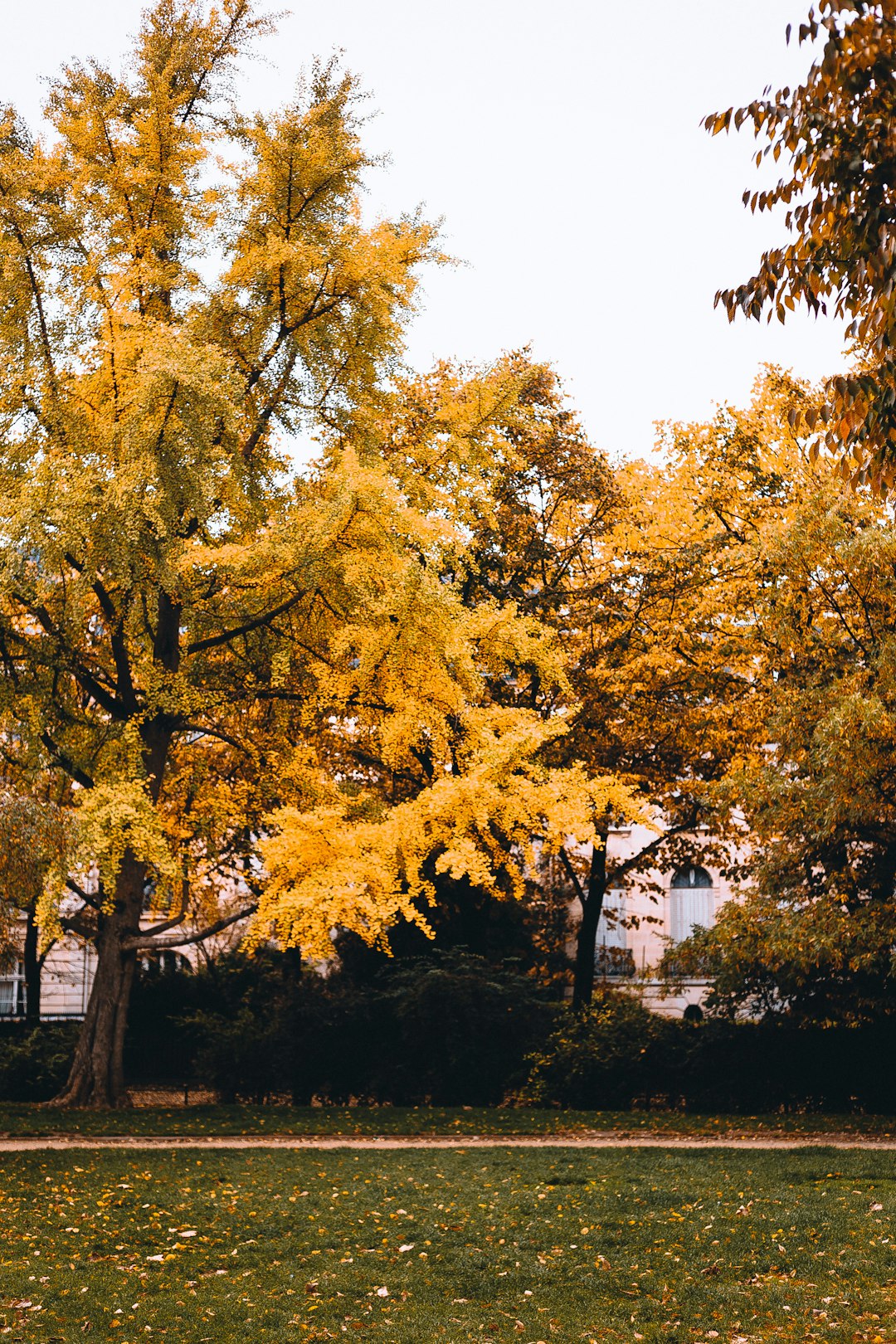 yellow and green leaf trees near white and brown house during daytime