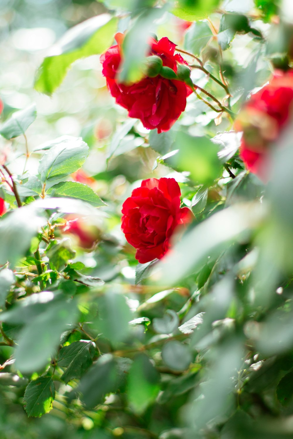 red roses in bloom during daytime