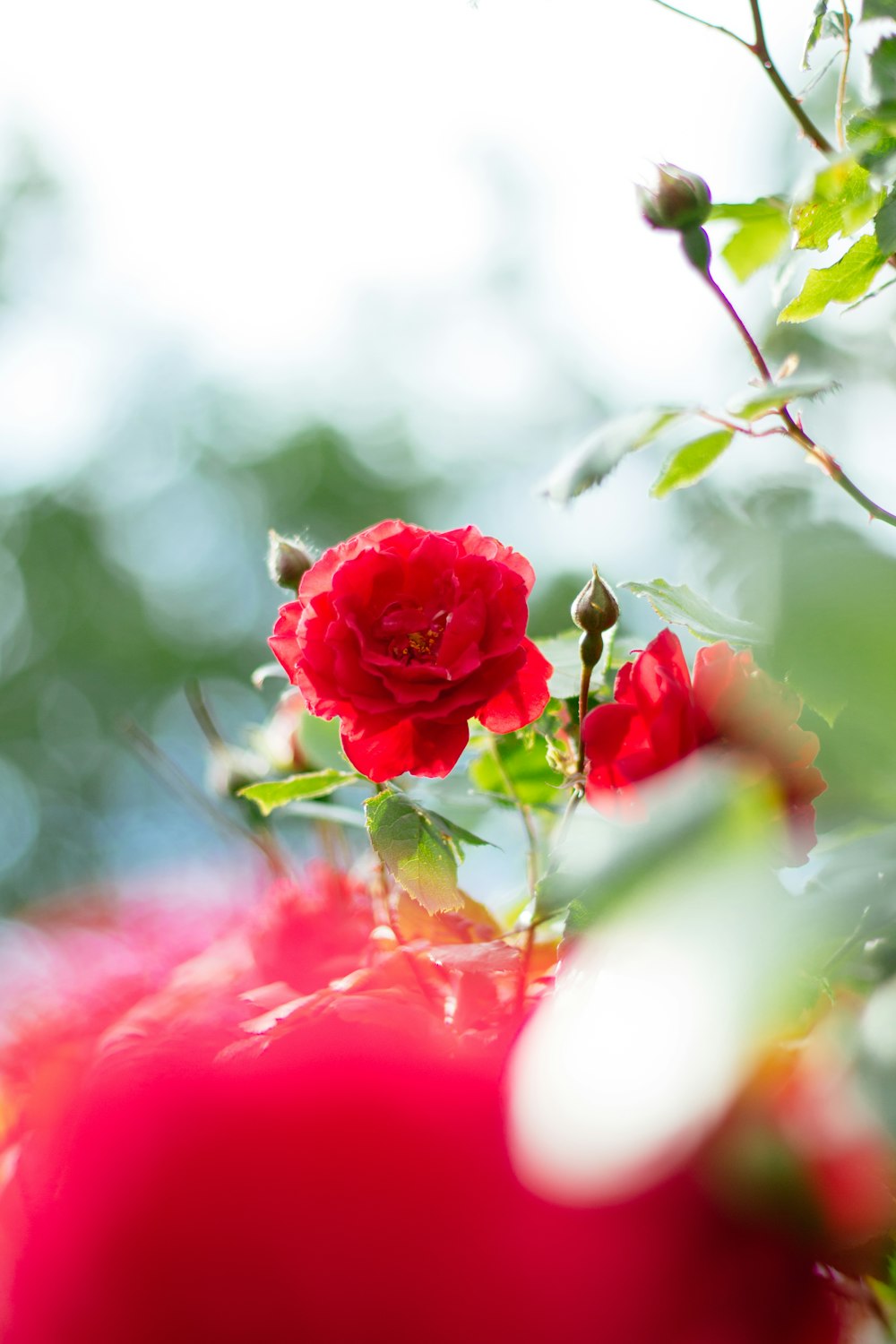 red rose in bloom during daytime