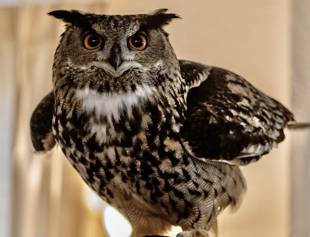 black and white owl on brown wooden table