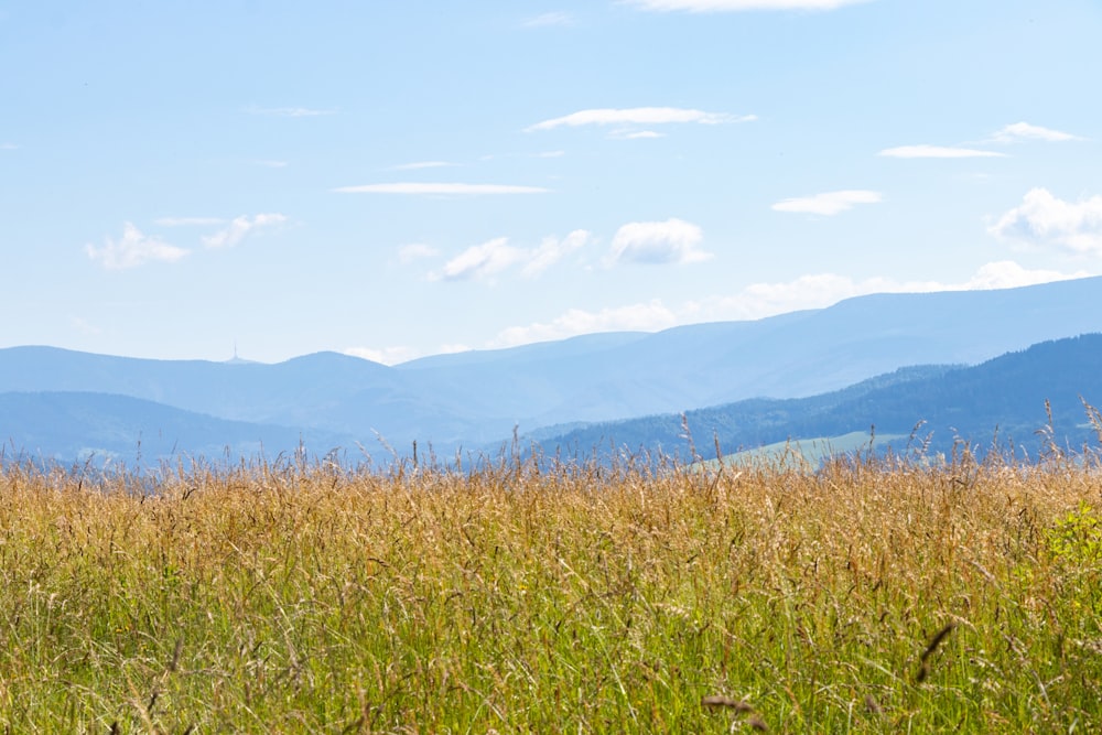 green grass field near mountains during daytime