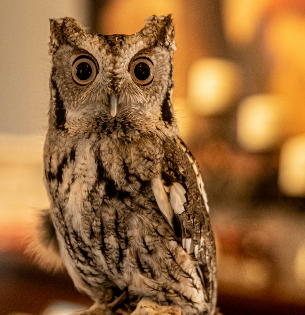 white and black owl on brown wooden table