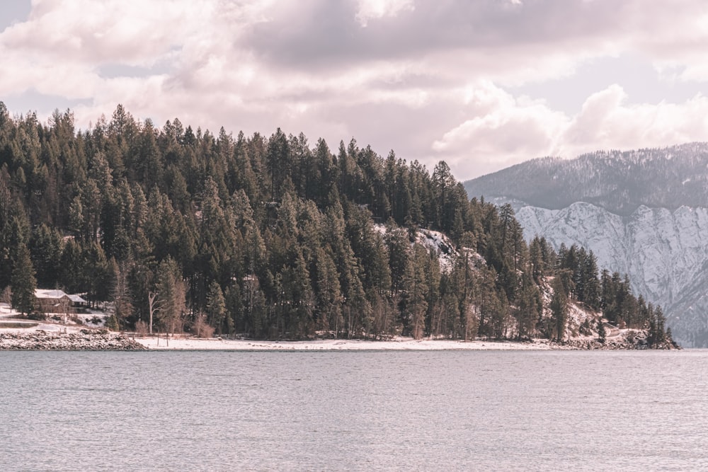 green trees near body of water during daytime