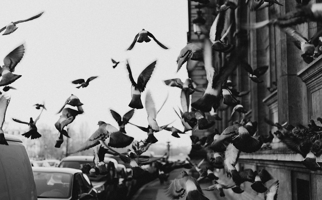 flock of birds flying in grayscale photography