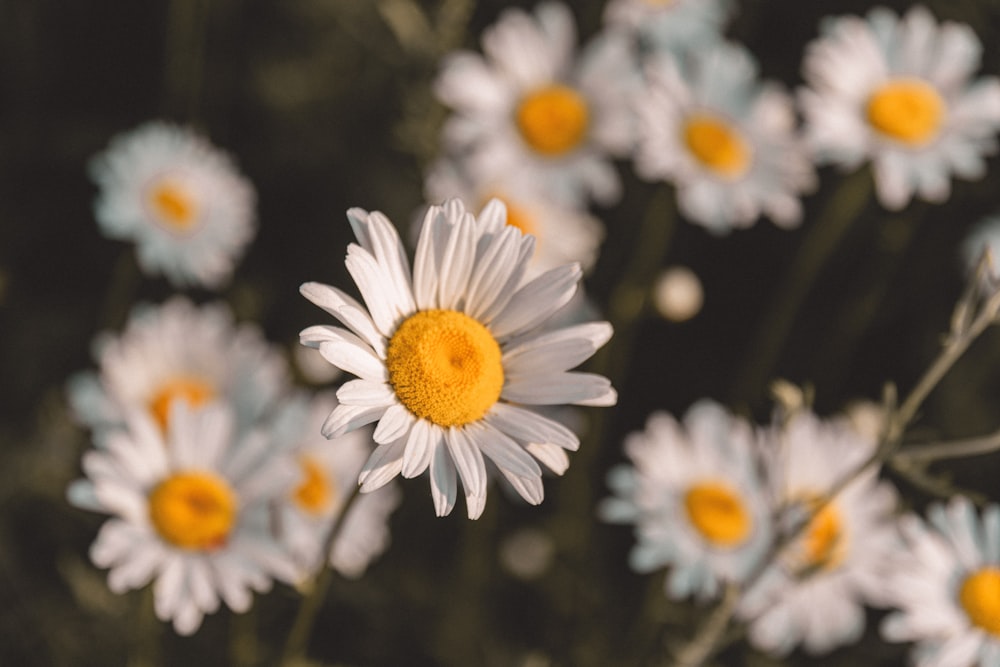 white and yellow daisy flowers