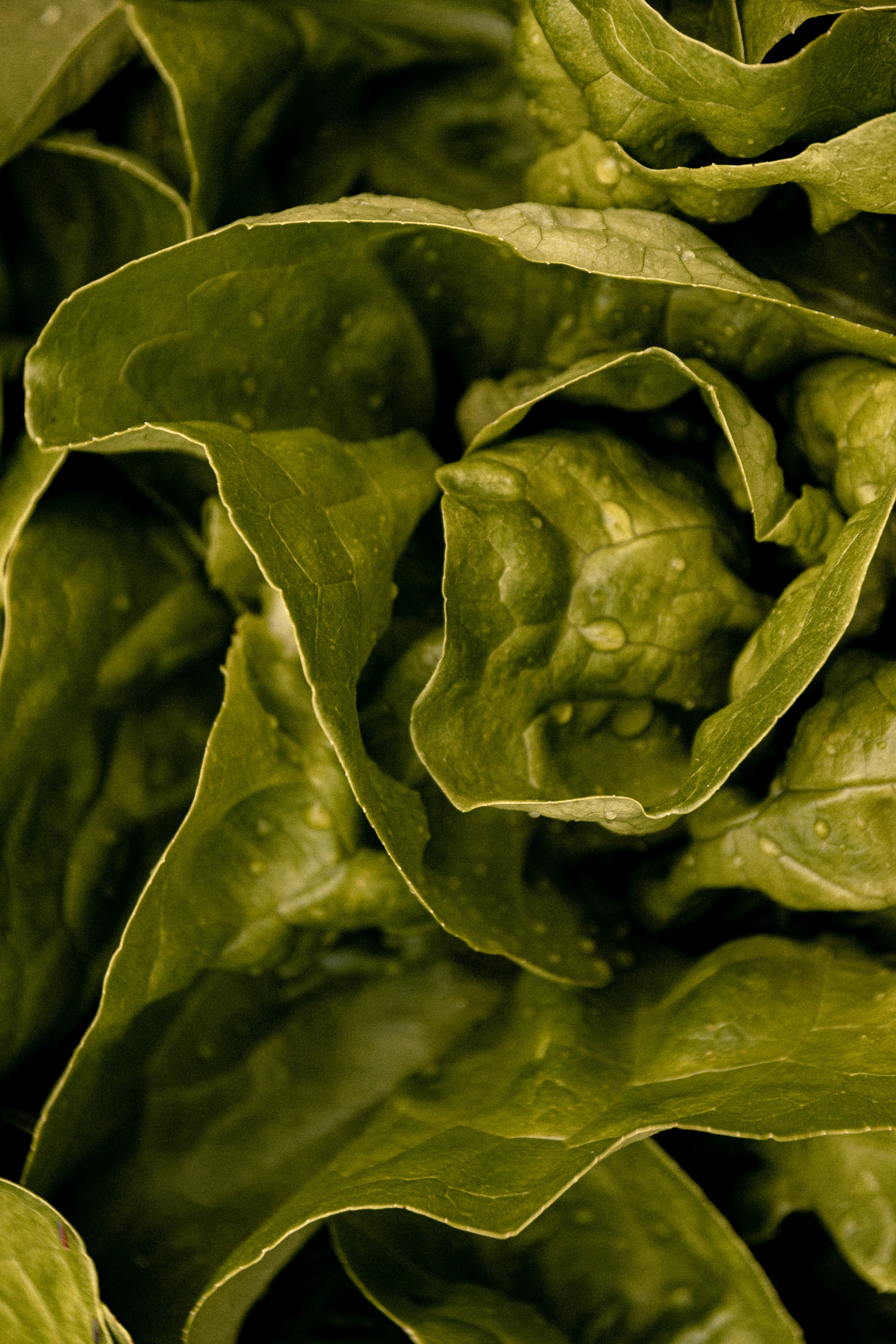 Close-up of fresh green hydroponic lettuce leaves glistening with water droplets.