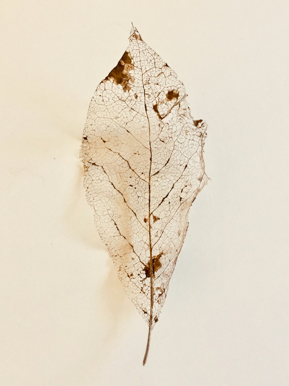 brown leaf on white surface