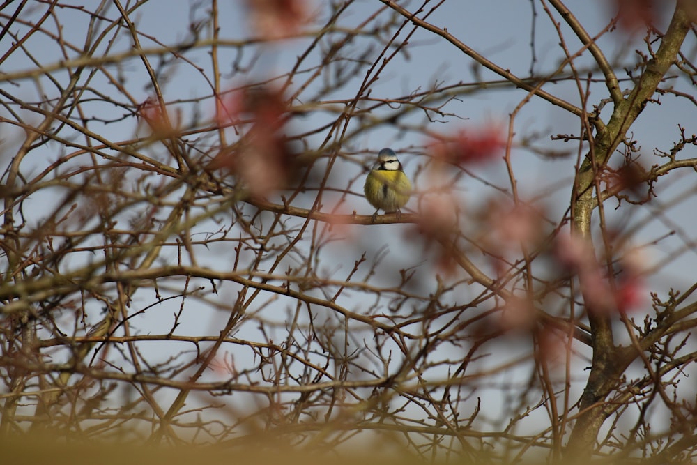 yellow bird on brown tree branch during daytime