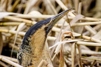Close-up of Ridgway's rail in dense marsh grasses.