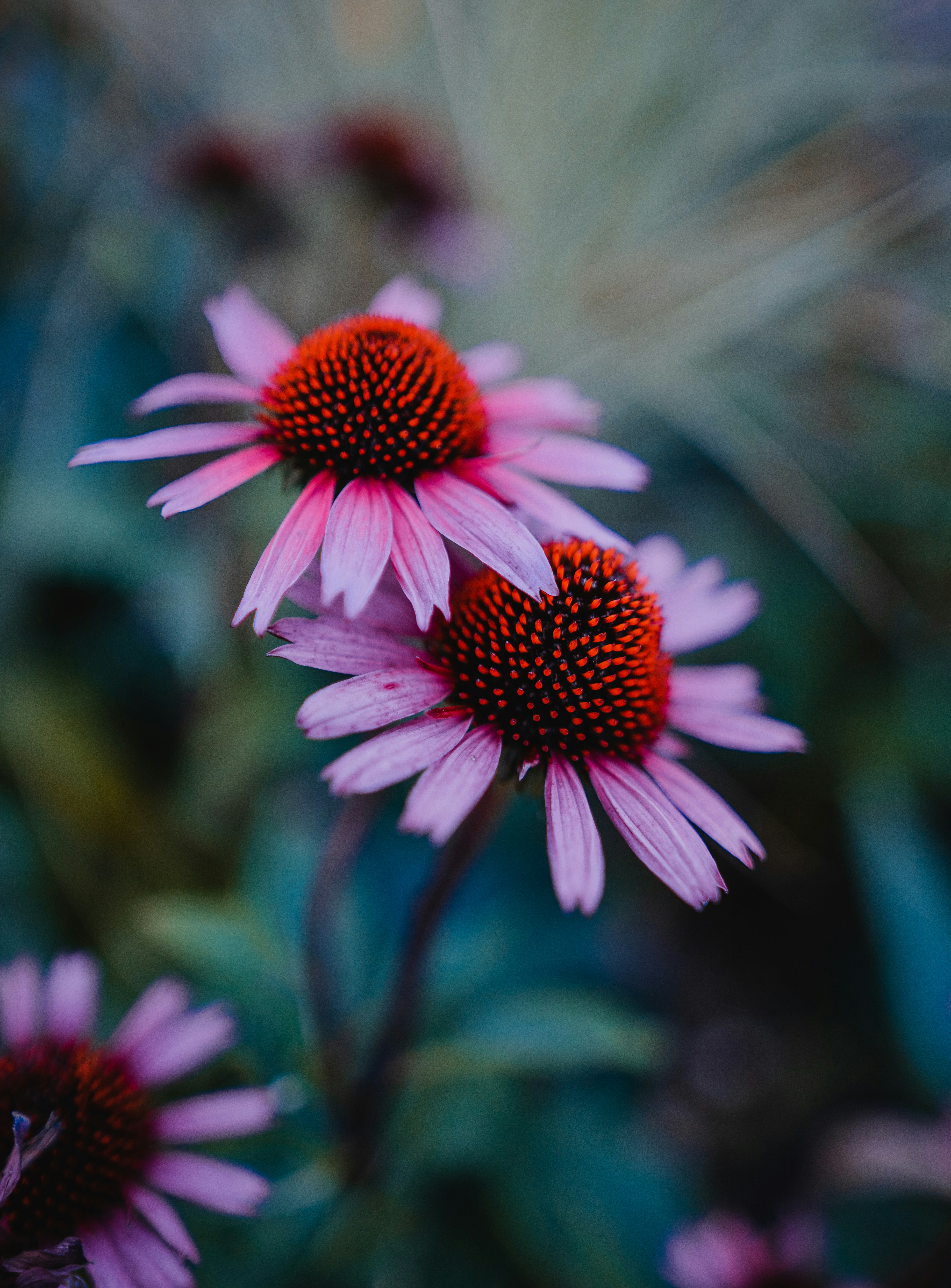 Photo by janikk_fischer