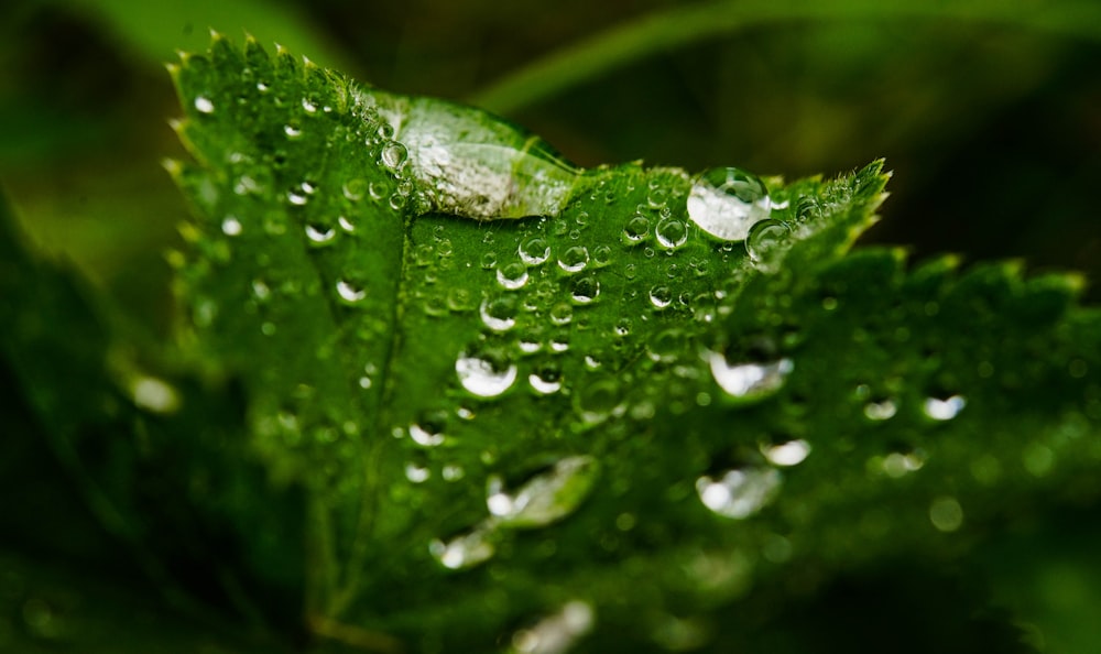 water droplets on green leaf