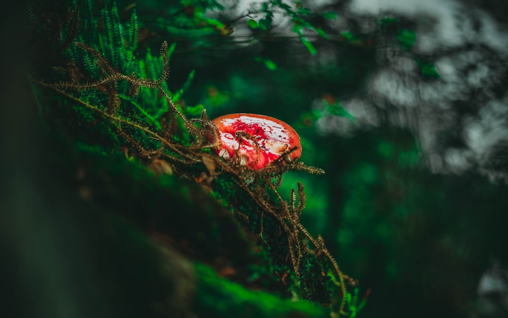 red and white fruit on brown tree branch