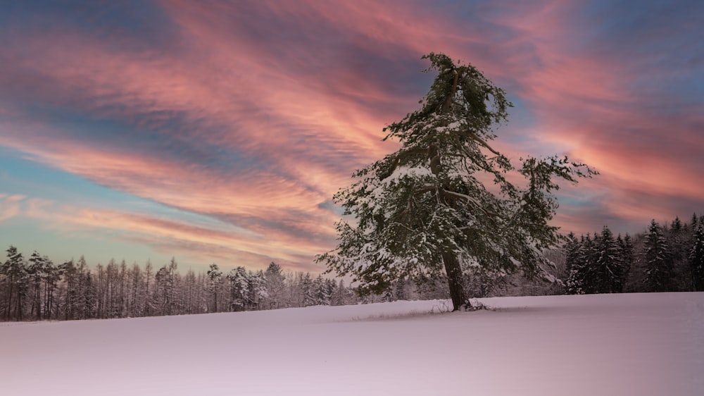 alberi innevati durante il tramonto