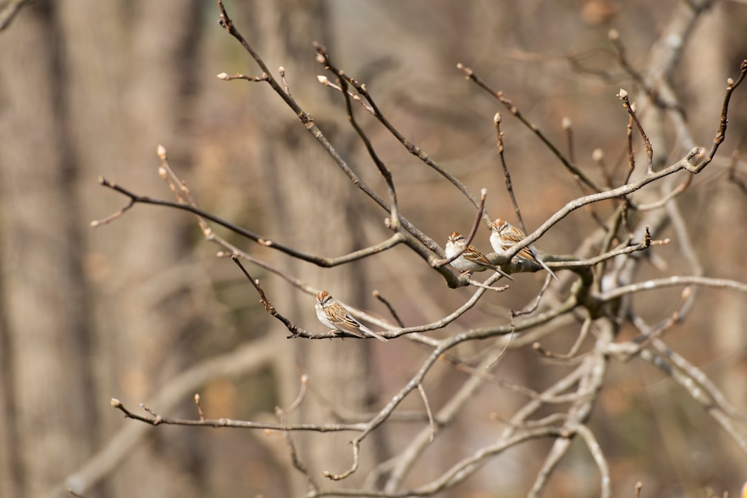 brown bird on brown tree branch during daytime