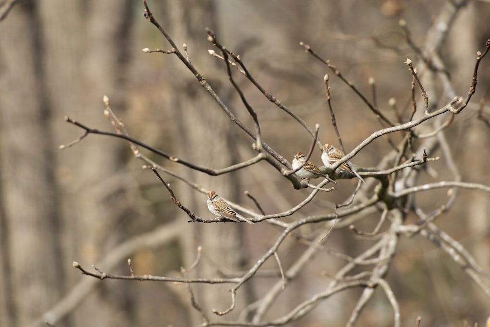 brown bird on brown tree branch during daytime