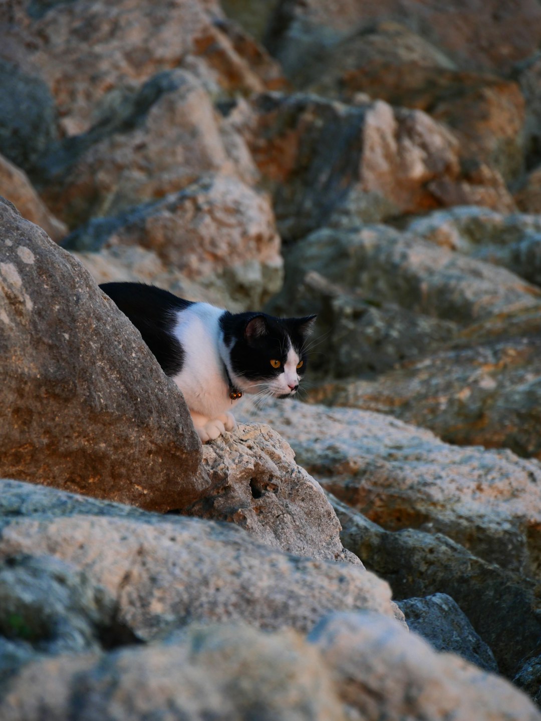 tuxedo cat on brown rock