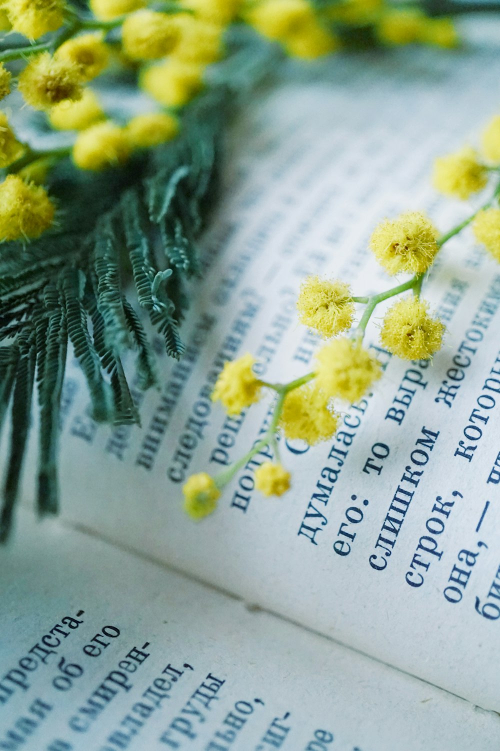 yellow and white flowers on white paper