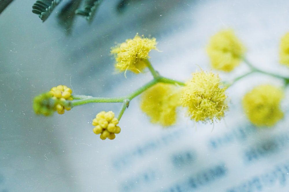 yellow flower with green leaves