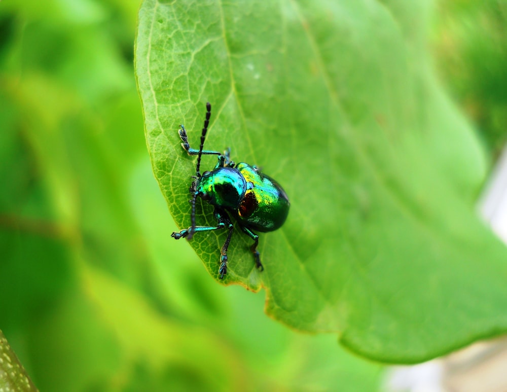 昼間のクローズアップ写真で緑の葉の上の緑のカブトムシ