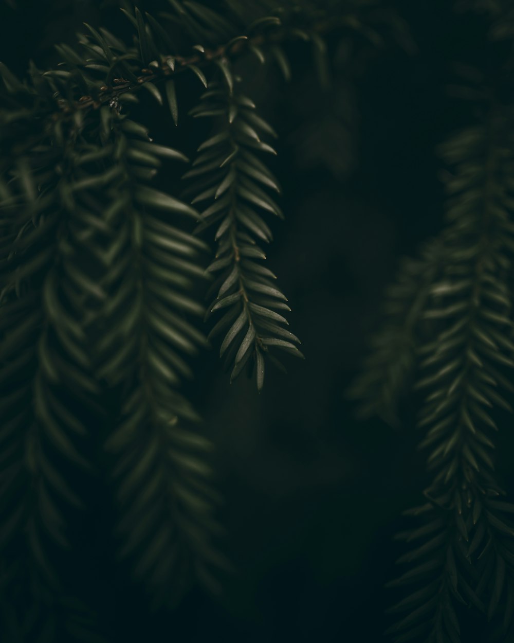 green fern plant in close up photography