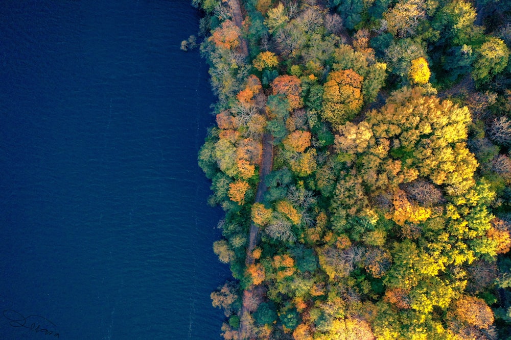 green and brown trees beside body of water