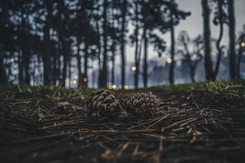 brown pine cone on brown dried leaves