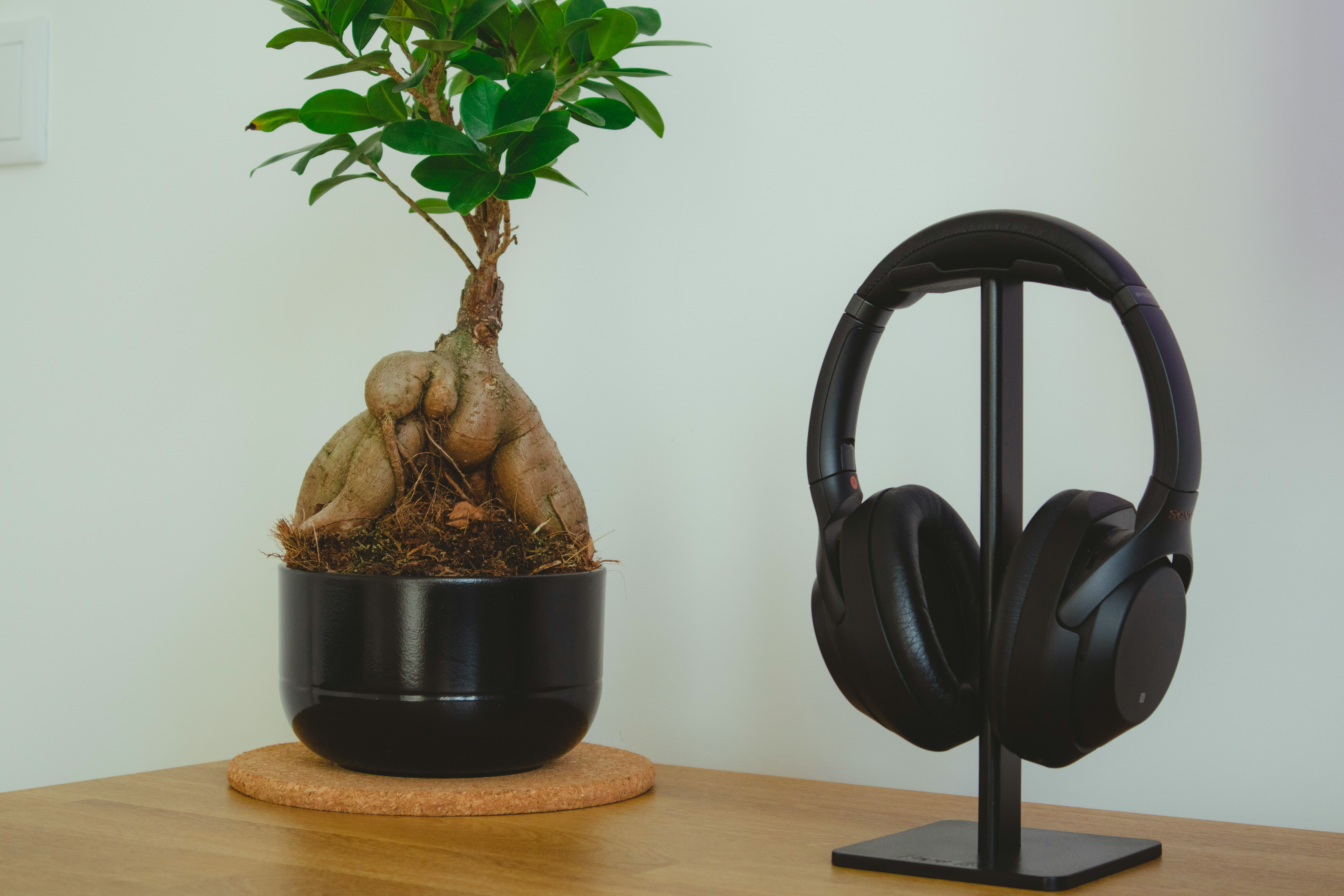 green plant on black pot