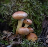 A group of brown mushrooms growing among moss and fallen leaves in a forest environment. The mushrooms appear fresh with smooth caps and light stems, nestled in a natural setting with vibrant greenery surrounding them.