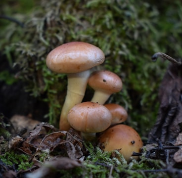 A group of brown mushrooms growing among moss and fallen leaves in a forest environment. The mushrooms appear fresh with smooth caps and light stems, nestled in a natural setting with vibrant greenery surrounding them.