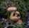 A group of brown mushrooms growing among moss and fallen leaves in a forest environment. The mushrooms appear fresh with smooth caps and light stems, nestled in a natural setting with vibrant greenery surrounding them.