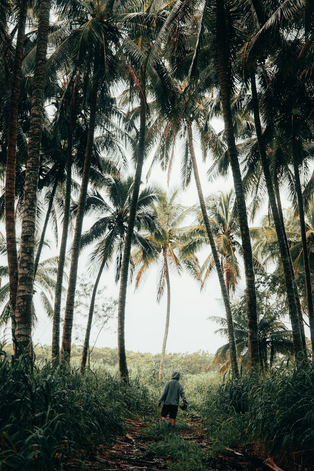 person walking on pathway between palm trees during daytime