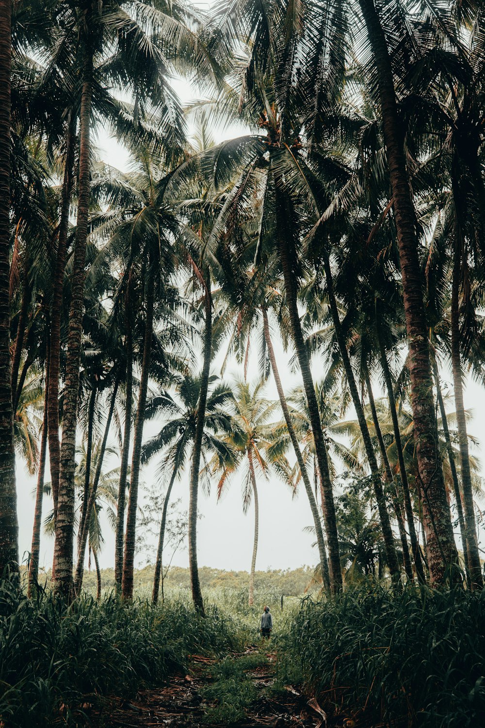 green palm trees during daytime