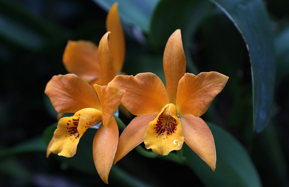 yellow flower in macro lens photography