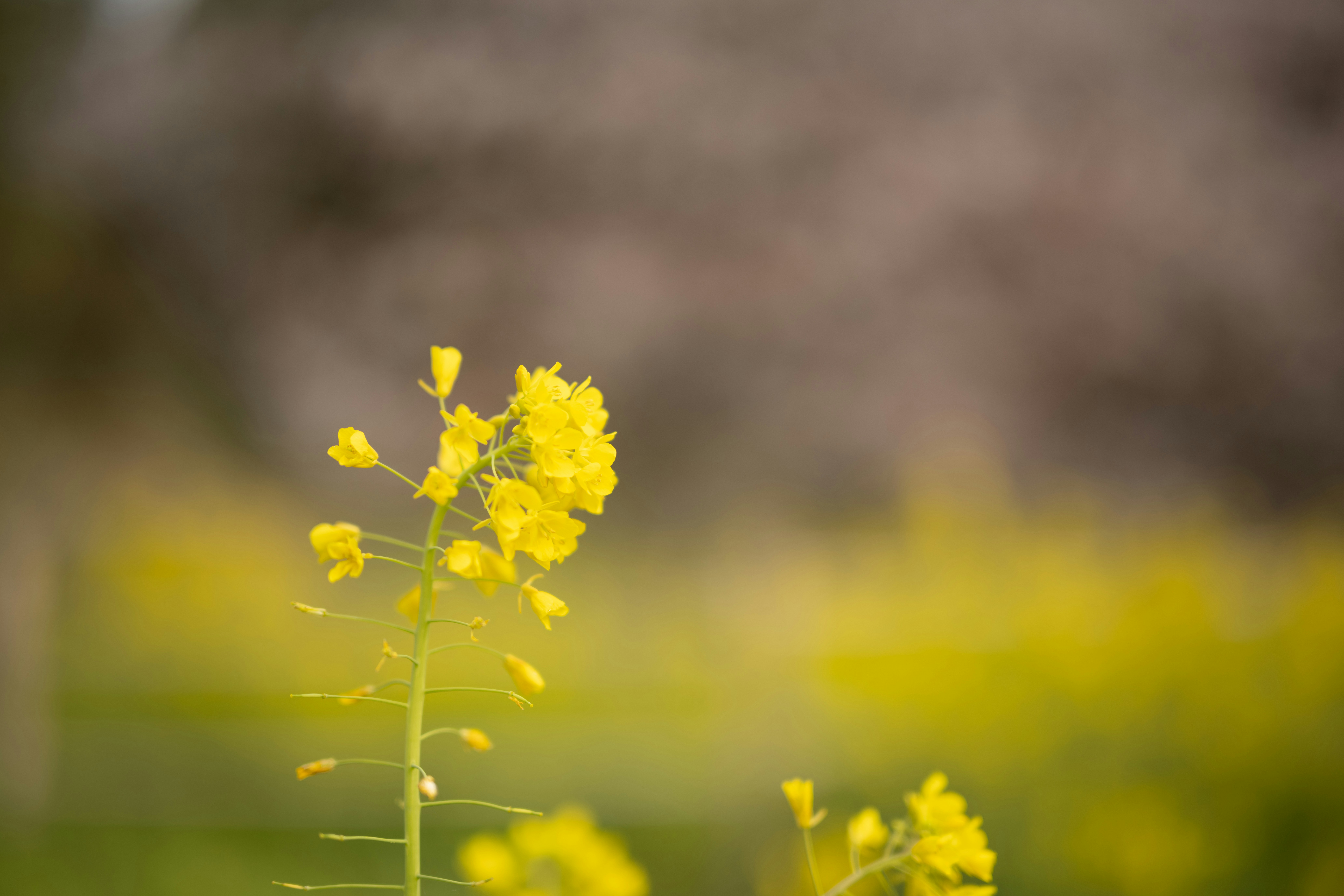 880 Flor De Loto Amarilla Fotos, Imágenes e Fondo para Descarga Gratuita -  Pngtree, image size:3000x2000