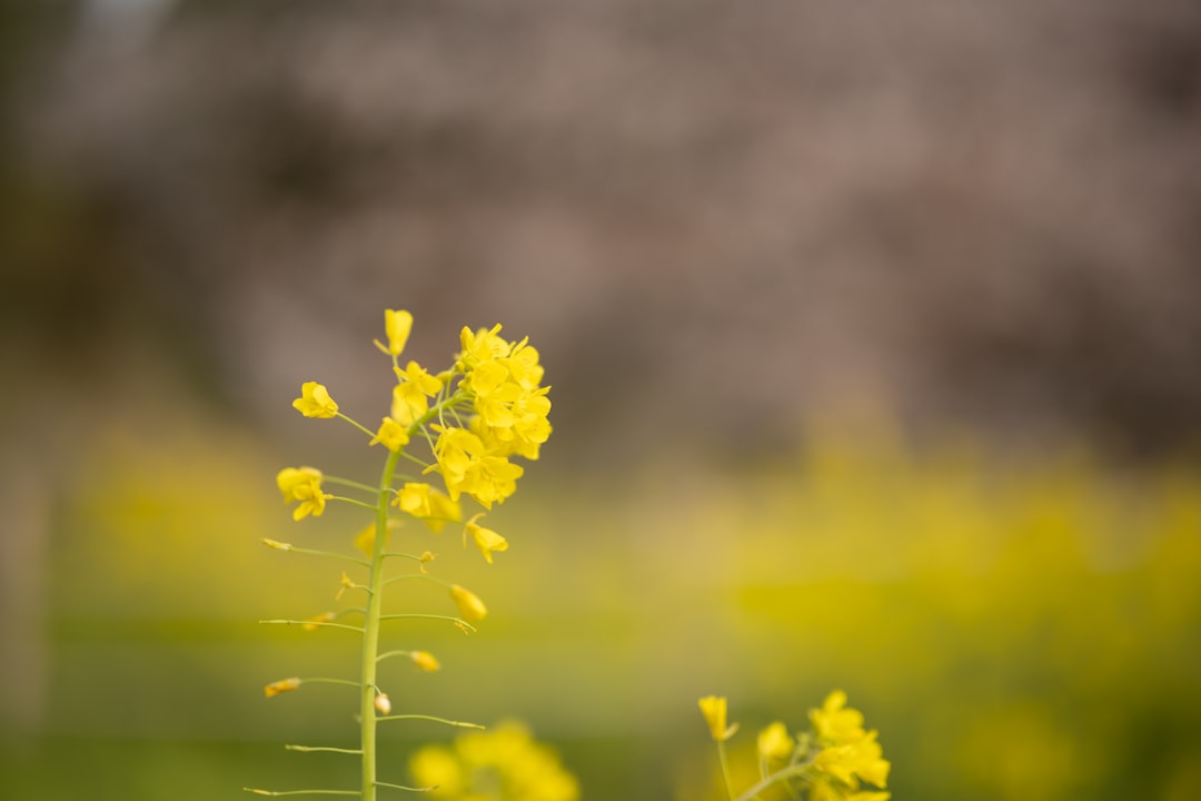 yellow flower in tilt shift lens