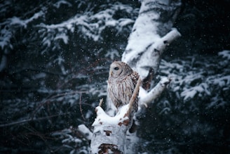 A serene photograph of a snowy owl perched silently on a frosty branch.