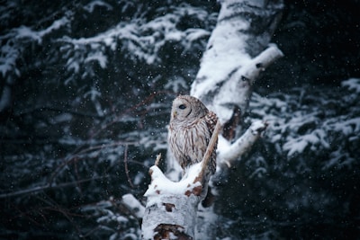 A majestic owl perched on a snowy branch, showcasing intricate feather details.