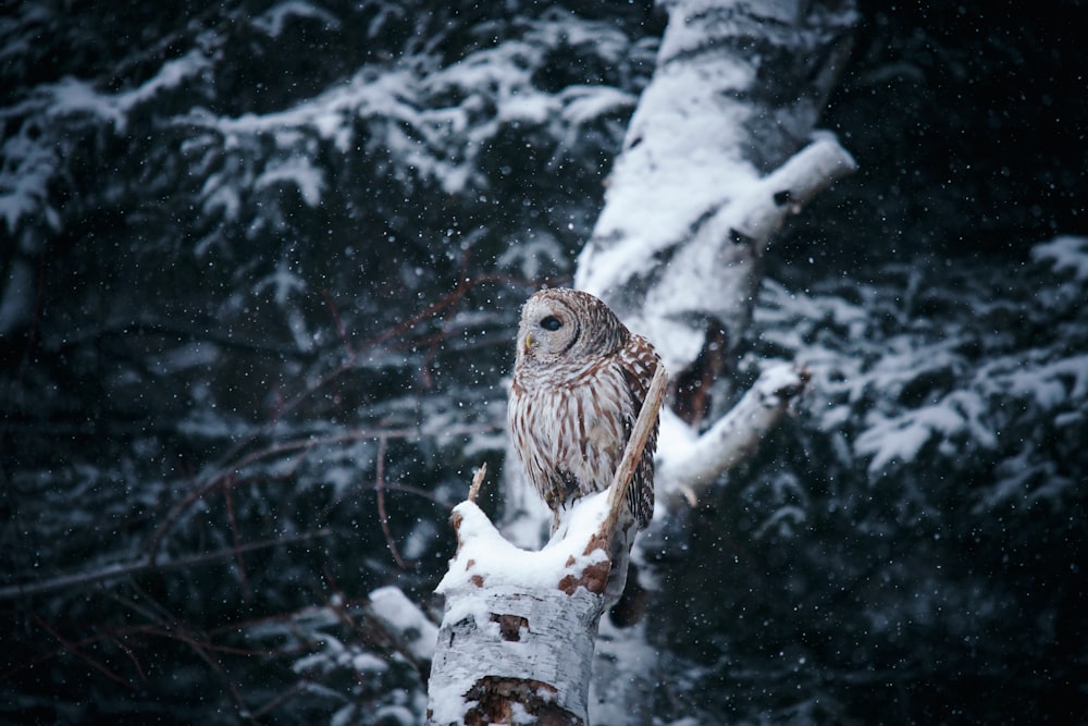 brown owl on tree branch covered with snow