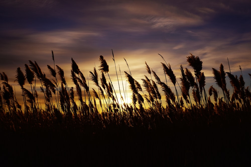 silhouette of grass during sunset