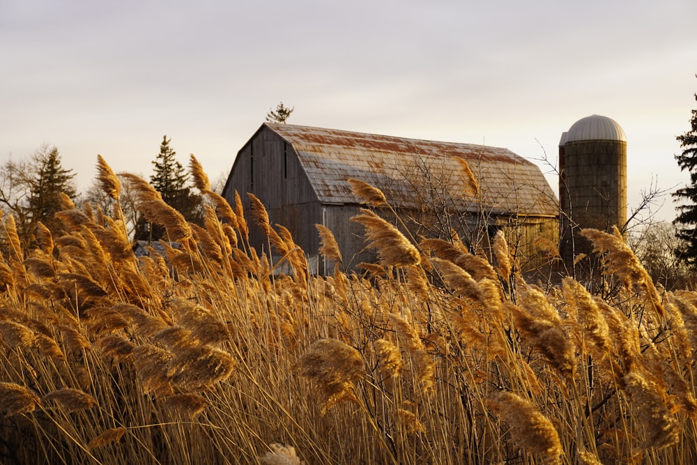 brown wooden barn on brown grass field during daytime