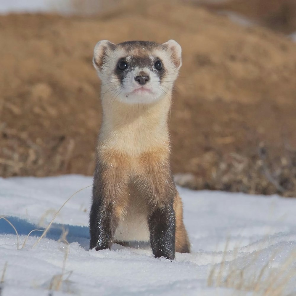 white and brown animal on snow covered ground