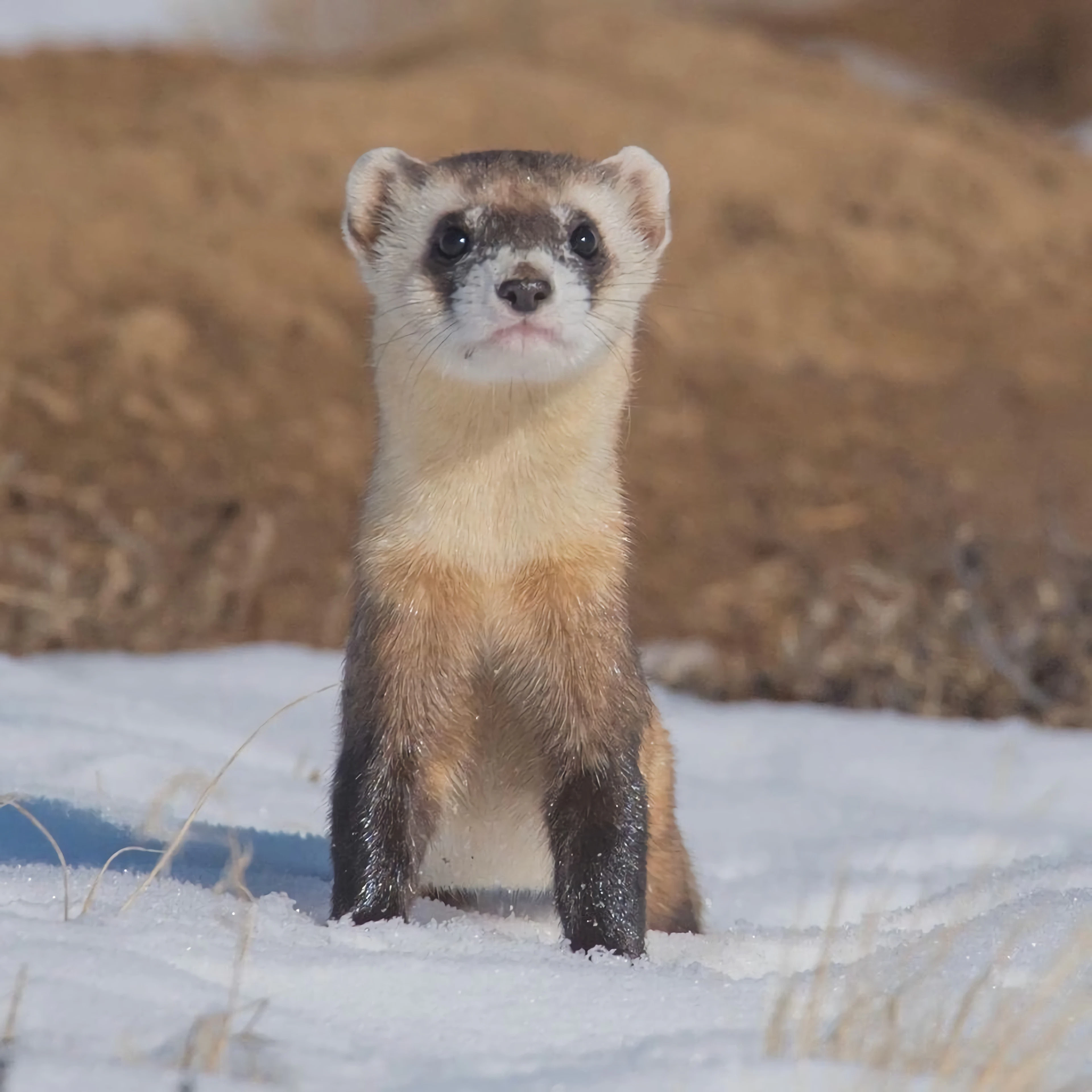 Sable ferret standing upright outdoors