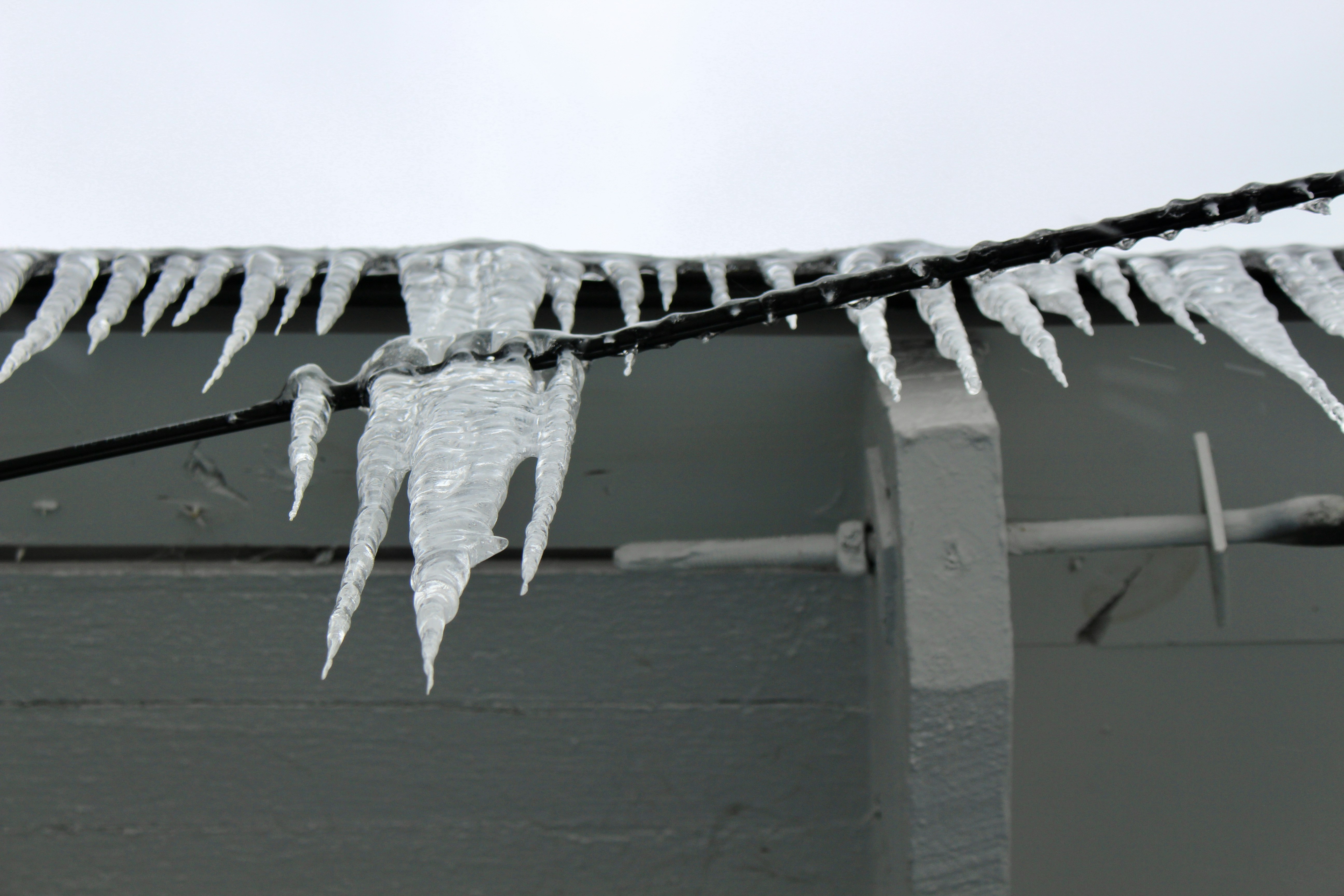 white and black bird on white wooden fence icicle teams background