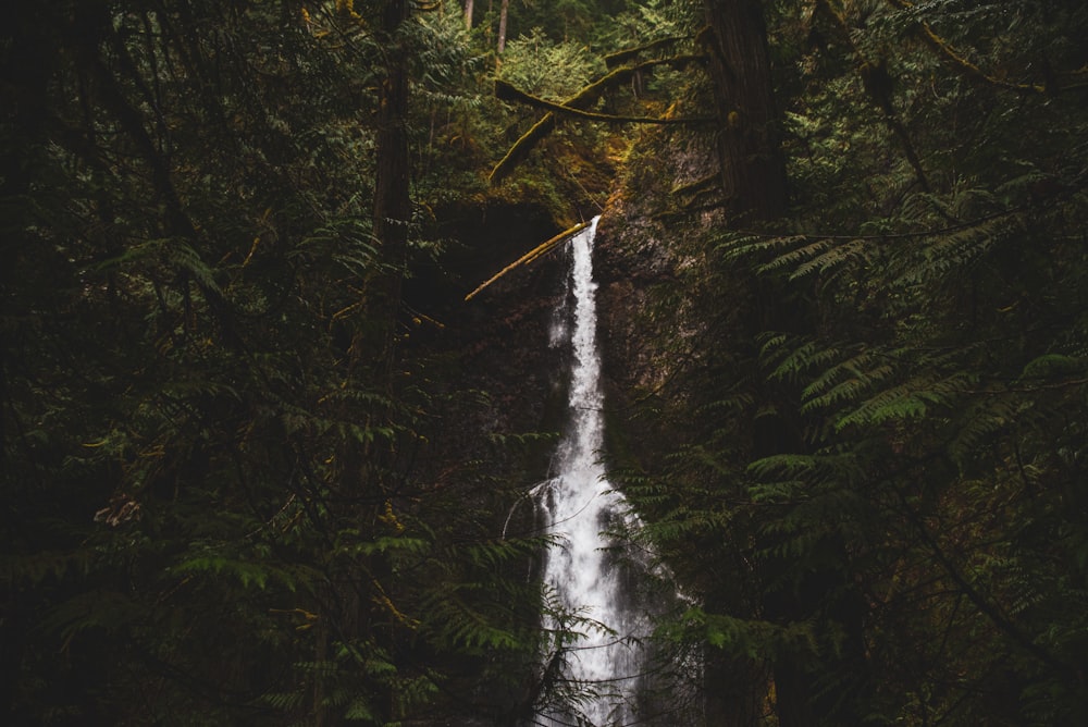 green trees and white water falls