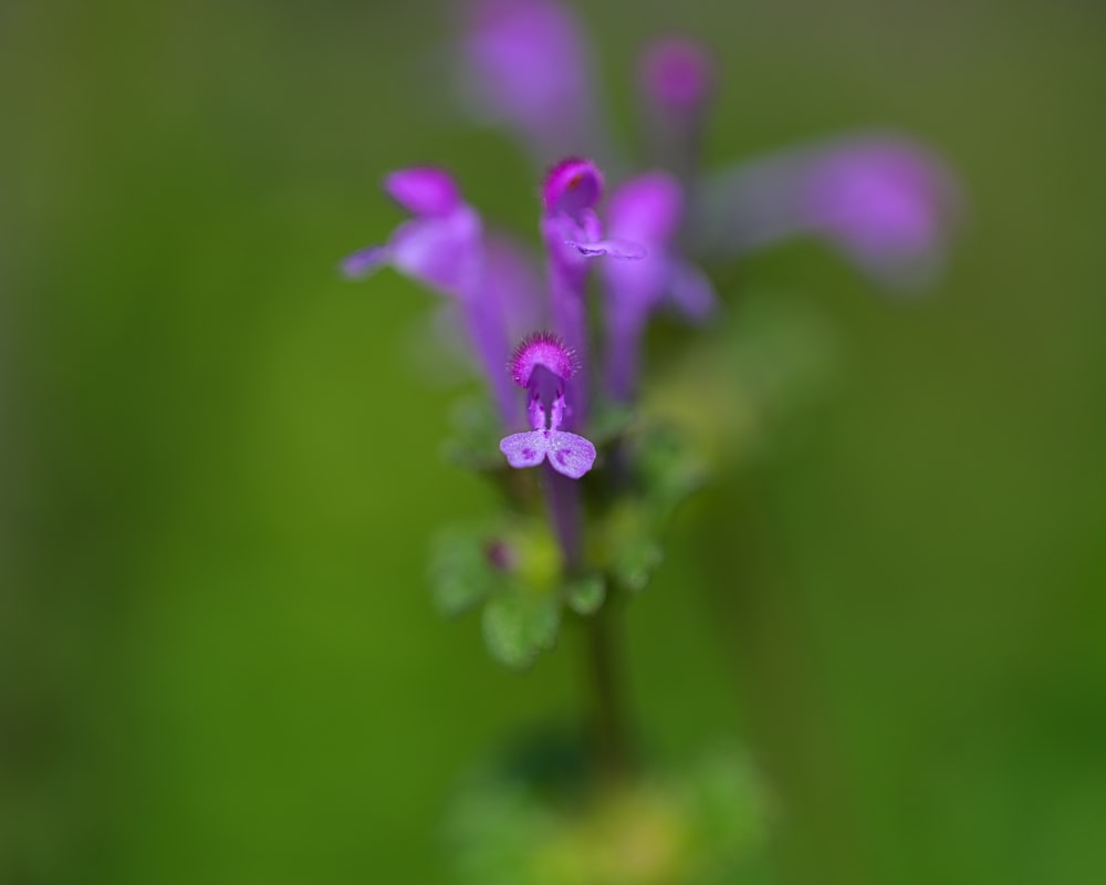 purple flower in tilt shift lens