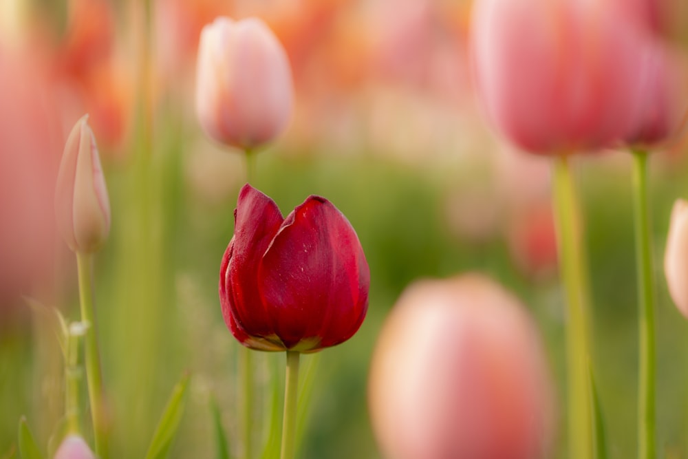 red tulips in close up photography